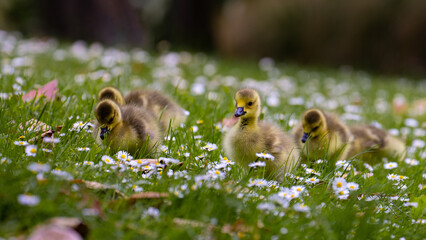 beautiful cute canada goose chick lays in the grass between daisy flowers in Christchurch Botanic Gardens, Canterbury, New Zealand, South Island. Common waterfowl/ducks in New Zealand