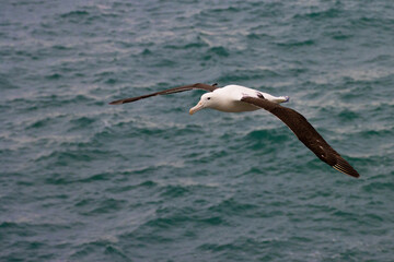 Impressive large northern Royal Albatross glides with wings outstretched across the blue sky. Dunedin, Otago Peninsula, harington point, Royal Albatross Centre, New Zealand, south Island