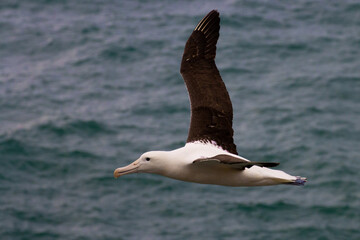 Impressive large northern Royal Albatross glides with wings outstretched across the blue sky. Dunedin, Otago Peninsula, harington point, Royal Albatross Centre, New Zealand, south Island