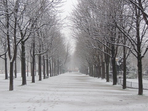 Trees in the snow - Avenue des Champs &Eacute;lys&eacute;es - Paris - France