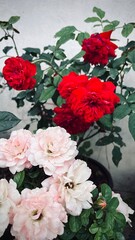 Bush of red roses, summertime floral background, rose isolated on white background, Roses in a garden at dusk, Close-up of small red roses, Pink roses background, Pink rose isolated on white