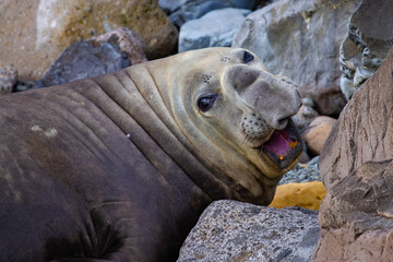cute large elephant seal (Mirounga leonina) male lays relaxed on the rocks and yaws. Spotted near penguin colony in Oamaru, Otago, New Zealand South Island; antarctic animal