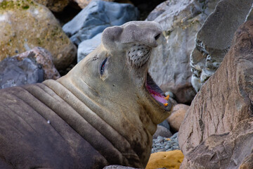 cute large elephant seal (Mirounga leonina) male lays relaxed on the rocks and yaws. Spotted near...