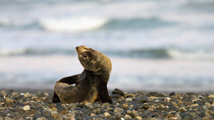 Naklejka premium small skinny new zealand fur seal pup lies and rest on the rocky beach near Christchurch, Ashley river, Waikuku beach, canterbury, New Zealand