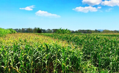 green  corn field under the hot sun and blue sky
