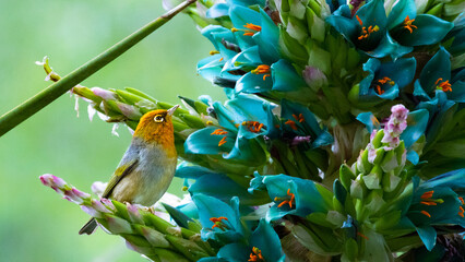 beautiful small Silvereye (Tauhou) sits on vibriant blue flower in christchurch botanic gardens,...