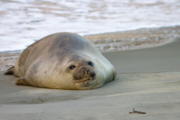 funny cute young southern elephant seal (Mirounga leonina) lying and resting spotted on long beach...