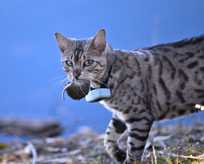 A cat that caught a mouse