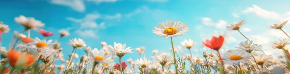 A vibrant field of daisies under a bright blue sky, evoking a sense of tranquility and beauty.