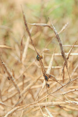 ナタネに張り付く害虫　ナガメ