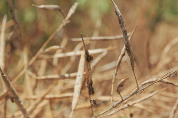 ナタネに張り付く害虫　ナガメ