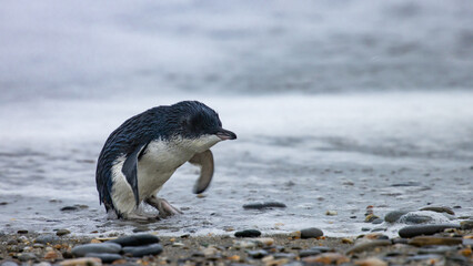 Beautiful little penguin (kororā; Eudyptula minor) emerges from the ocean on Tauparikaka Marine...