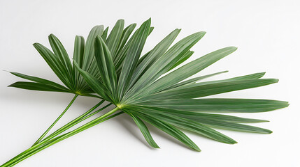 Fototapeta premium Lush tropical palm fronds displayed white background intricate leaf details captured in high-quality photography botanical artwork interior design environmental clipart tropical garden floral plant