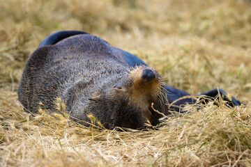 Adorable fur seal lying comfortably in a tall grass. Katiki Point Lighthouse, Otago, Moeraki, South...