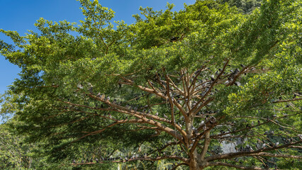 A sprawling deciduous tree. There is a flock of pigeons on the branches, among the green leaves....