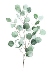 Obraz premium Eucalyptus branch with green leaves on a transparent background