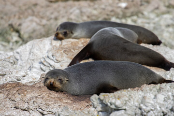 Naklejka premium cute adorable new zealand fur seal lies relaxed on the rocks and sleeps, spotted in Kaikoura Peninsula Walkway, Canterbury. Amazing marine mammals spotted in New Zealand