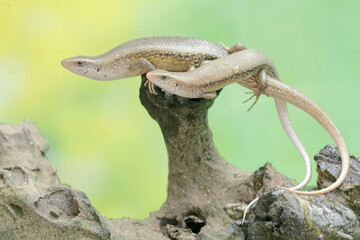 A pair of common sun skinks prepare to mate on a dry tree trunk. This reptile has the scientific name Mabouya multifasciata.