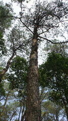 Majestic Pine Tree Canopy Viewed from Below, Sunlight Filtering Through Branches