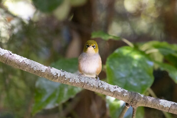 beautiful small Silvereye (Tauhou) sits on the branch and feeds on fruits in christchurch botanic gardens, canterbury, new zealand. Common songbirds spotted in New Zealand