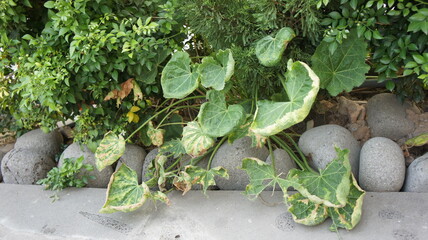 Lush Green Tropical Plants Growing Along a Stone Wall