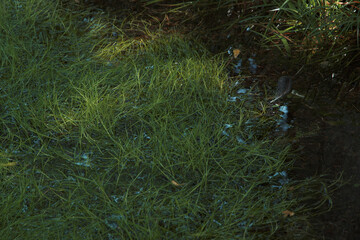 Obraz premium 北半球で唯一福島県白河市に自生するビャッコイ