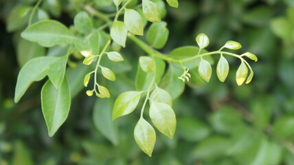 Lush Green Murraya Paniculata Leaves Close-Up