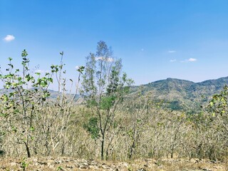 teak tree without leaves in the dry season