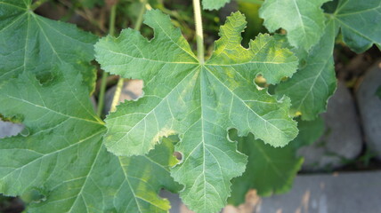 Close-up of Damaged Mallow Leaves with Holes and Yellowing