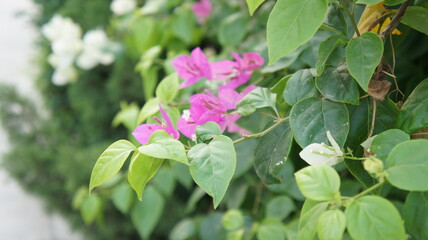 Vibrant Pink and White Bougainvillea Flowers Blooming on Lush Green Foliage