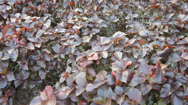 Lush Purple Iresine Herbs in a Garden Bed