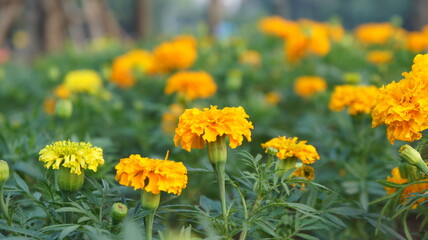 Vibrant Yellow and Gold Marigold Flowers in Full Bloom