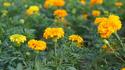 Vibrant Marigold Flowers in Full Bloom