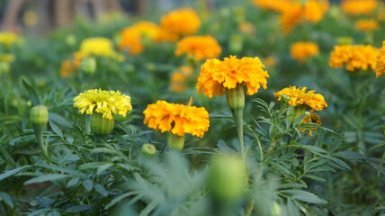Vibrant Marigold Flowers in Full Bloom