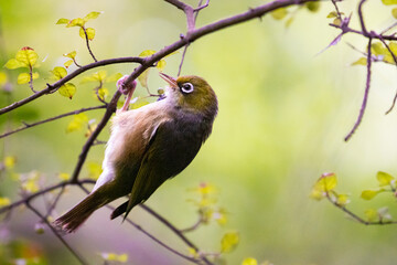 beautiful small Silvereye (Tauhou) sits on branch with vibriant yellow leaves in christchurch...