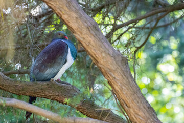 large new zealand pigeon - Kererū sits on the branch spotted in Christchurch Botanic Gardens, Canterbury, New Zealand. Endemic birds of NZ