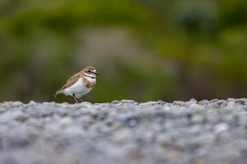 Double-banded Plover (Anarhynchus bicinctus) walks on the beach searching for food, spotted in Nape Nape beach, Christchurch, canterbury, new zealand south island. Common shorebirds in NZ