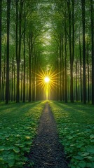 Obraz premium A path leading through a lush green forest illuminated by golden sunlight, creating a serene and vibrant natural scene ideal for nature-themed designs and tranquil settings.