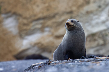 Naklejka premium cute, adorable fur seals fighting, lying and relaxing on shingle beach - Nape nape beach, northern canterbury, christchurch, new zealand, kaikoura, south island, 
