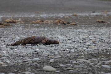 dead new zealand fur seal remains in Kaikoura Peninsula Walkway, Canterbury. Amazing marine mammals spotted in New Zealand