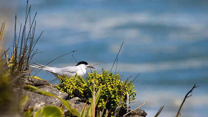 colony of cute native white-fronted terns sitting on pancake rocks Punakaiki, West Coast, Paparoa, South Island, New Zealand