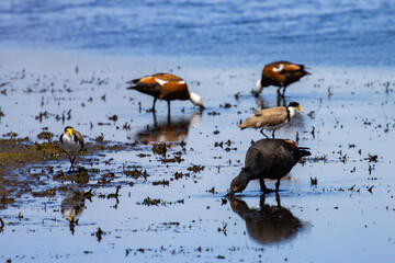 Common waterfowl - paradise shelduck, royal spoonbill, Black-winged Stilt, Masked lapwing feeding...