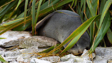 Beautiful rare subantarctic fur seal (Arctocephalus tropicalis) female lying on the grass spotted...
