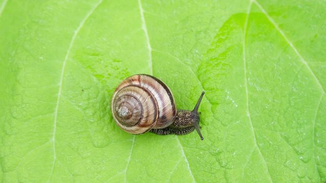 Garden snail on a green leaf, top view.