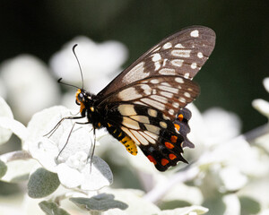 Butterfly on a flower