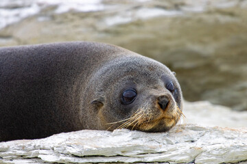 Beautiful rare subantarctic fur seal (Arctocephalus tropicalis) female lying on the grass spotted...