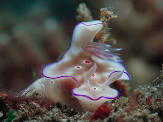 Nudibranch from Bali