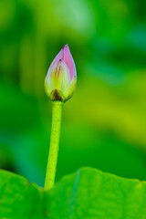 Chinese beauty: Red lotus bud in sunlight with green leaf