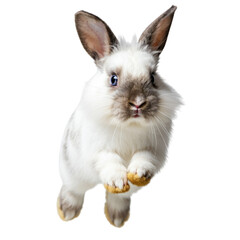 Obraz premium Adorable white rabbit jumping in mid-air. png isolated background. transparent background.