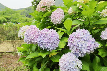公園に植えられたパステルカラーの紫陽花